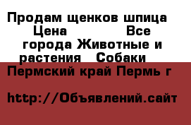 Продам щенков шпица › Цена ­ 25 000 - Все города Животные и растения » Собаки   . Пермский край,Пермь г.